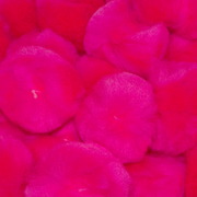 1 inch Neon Pink Small Craft Pom Poms 100 Pieces - artcovecrafts.com