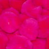 2.5 Inch Neon Pink Large Craft Pom Poms