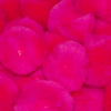 2-5-inch-neon-pink-large-craft-pom-poms-bulk-1-000-pieces